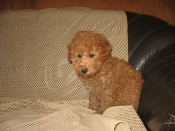 トイプードル(トイ)【岐阜県・女の子・2014年11月22日・アプリコット】の写真「良血統　人懐っこく元気大きい女の子」