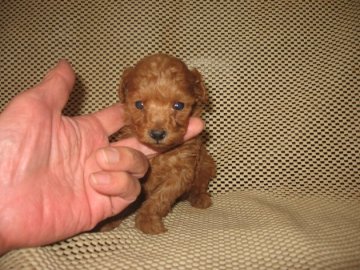 トイプードル(タイニー)【岐阜県・女の子・2015年11月8日・レッド】の写真「成犬時２kくらい」