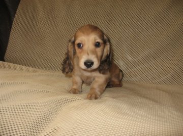 ミニチュアダックスフンド(ロング)【岐阜県・男の子・2014年8月12日・シャーデットクリーム】の写真「可愛い男の子」