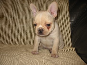 フレンチブルドッグ【岐阜県・女の子・2014年5月8日・クリーム】の写真「元気な女の子」