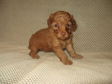 トイプードル(トイ)【岐阜県・女の子・2014年5月12日・アプリコット】の写真「小振りな女の子」