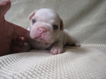 フレンチブルドッグ【岐阜県・男の子・2014年5月8日・クリーム】の写真「丸々太り大変元気」