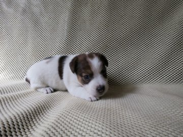 ジャックラッセルテリア【岐阜県・女の子・2014年7月3日・タンホワイト】の写真「人懐っこい女の子」