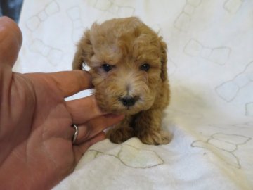トイプードル(タイニー)【岐阜県・男の子・2016年10月22日・アプリコット】の写真「タイニーサイズ可愛い男の子」