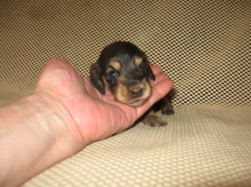 ミニチュアダックスフンド(ロング)【岐阜県・男の子・2015年5月8日・ブラックアンドクリーム】の写真「やや小ぶり人懐っこい男の子」