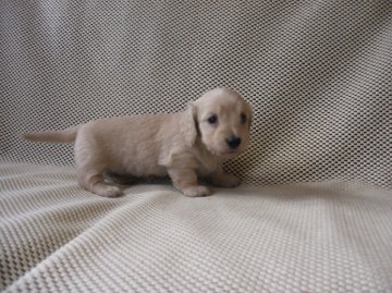 ミニチュアダックスフンド(ロング)【岐阜県・女の子・2013年12月30日・クリーム】の写真「性格のいい可愛い子」