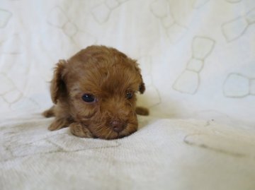 トイプードル(ティーカップ)【岐阜県・女の子・2016年10月22日・アプリコット】の写真「ティーカップ予想可愛い女の子」