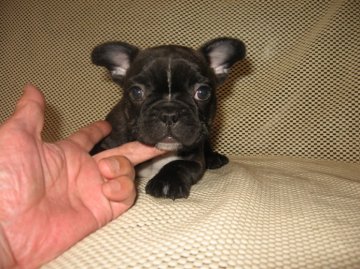 フレンチブルドッグ【岐阜県・男の子・2014年5月8日・ブリンドルアンドホワイト】の写真「小振りな男の子」