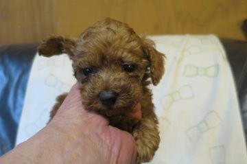 トイプードル(ティーカップ)【岐阜県・女の子・2018年3月21日・レッド】の写真「ティーカップ元気で可愛い女の子」