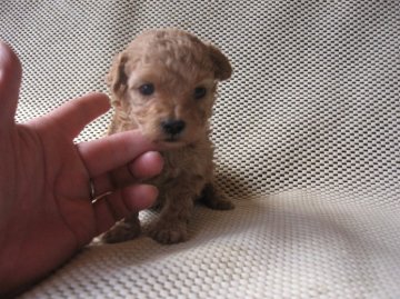 トイプードル(タイニー)【岐阜県・女の子・2014年2月14日・アプリコット】の写真「マズルの短い可愛い子」