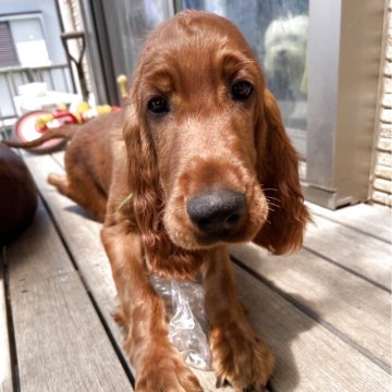 アイリッシュセッター【千葉県・女の子・2025年4月14日・マホガニーレッド】の写真「2回のワクチン、狂犬病ワクチン接種済み！」