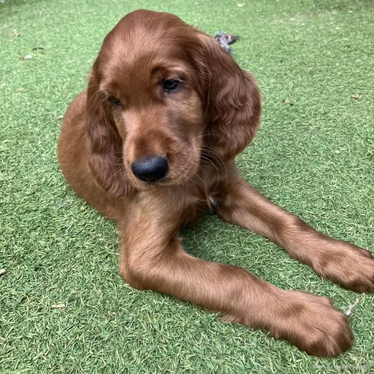 ID:2408-04025の子犬