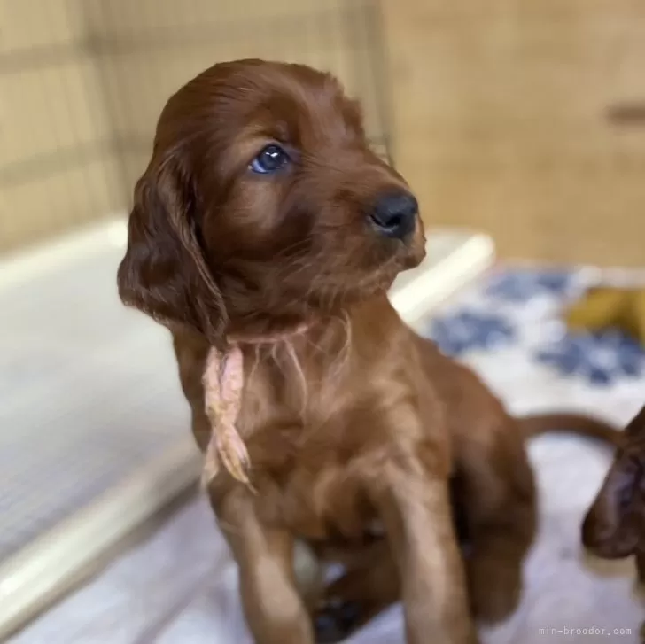 ID:2408-03128の子犬