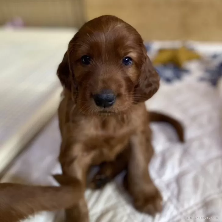 ID:2408-00837の子犬
