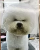 ビションフリーゼ【千葉県・男の子・2024年1月28日・ホワイト】の写真3「お父さん犬」