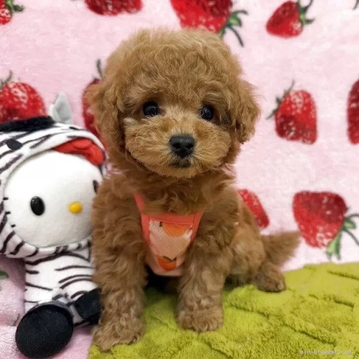 ID:2504-04846の子犬