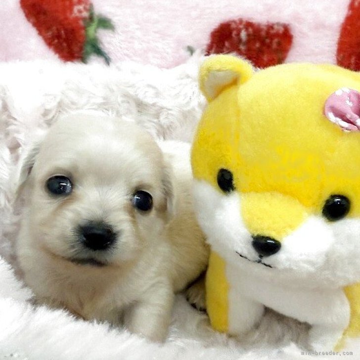 ゲオ公式通販サイト/ゲオオンラインストア【中古】かわいい仔犬