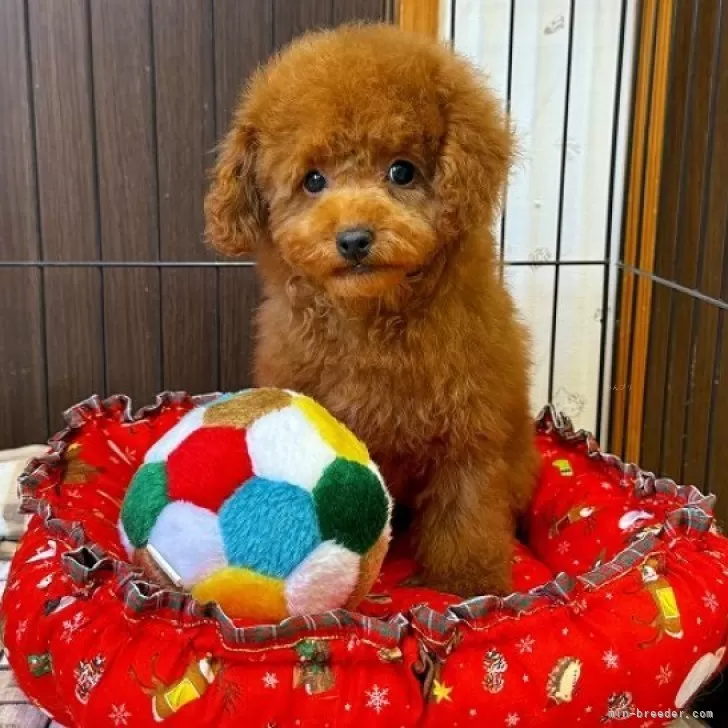 ID：2510-01854の子犬