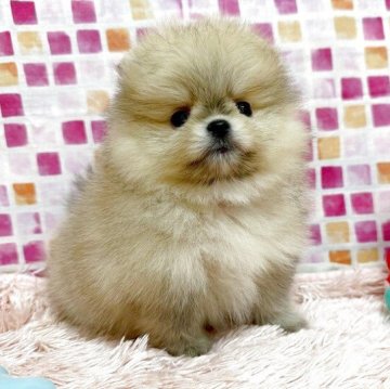 ポメラニアン【和歌山県・女の子・2025年6月18日・クリームセーブル】の写真「♡フワモコの超！愛らしいポメちゃん②♡」