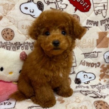 タイニープードル【和歌山県・女の子・2025年8月22日・レッドフォーン】の写真「☆トイプー♡ めちゃカワの女の子☆」