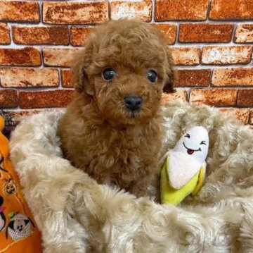 トイプードル(タイニー)【和歌山県・男の子・2025年8月22日・レッドフォーン】の写真「☆トイプー♡ゲキカワの男の子☆」