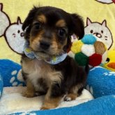 チワックス(チワワ×ダックスフンド)