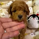 トイプードル(トイ)