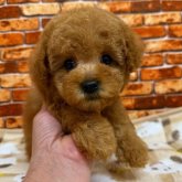 トイプードル(トイ)