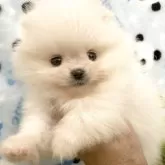 ポメラニアン