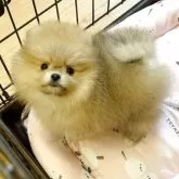 ポメラニアン