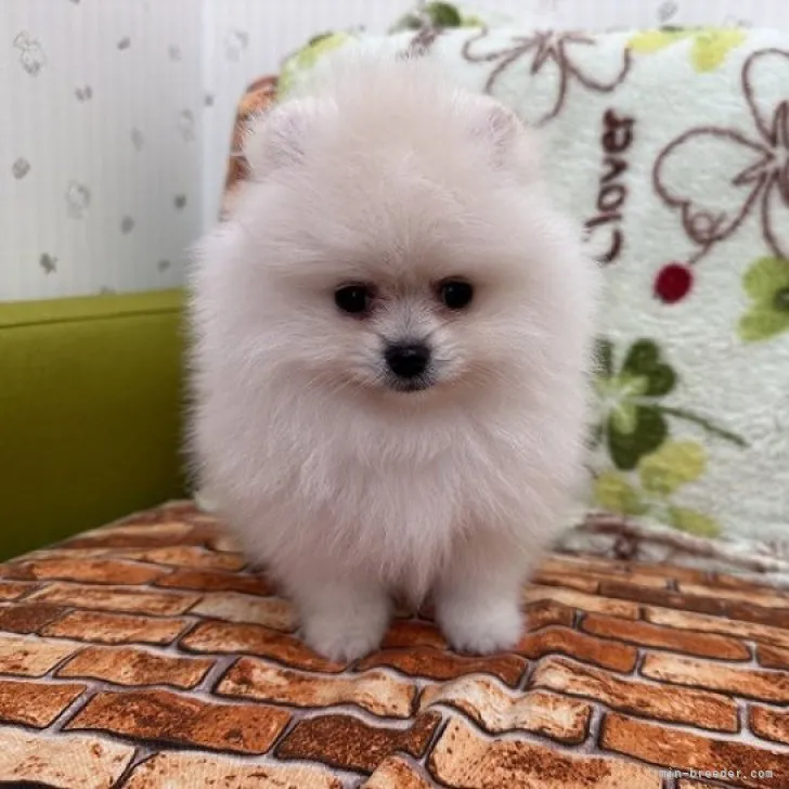 ID:2305-04732の子犬
