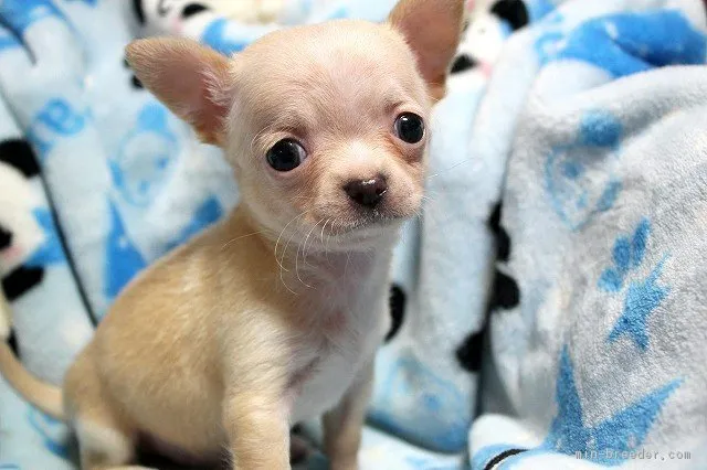 ごん 様のお迎えした子犬