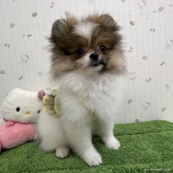 ID：2406-04217の子犬