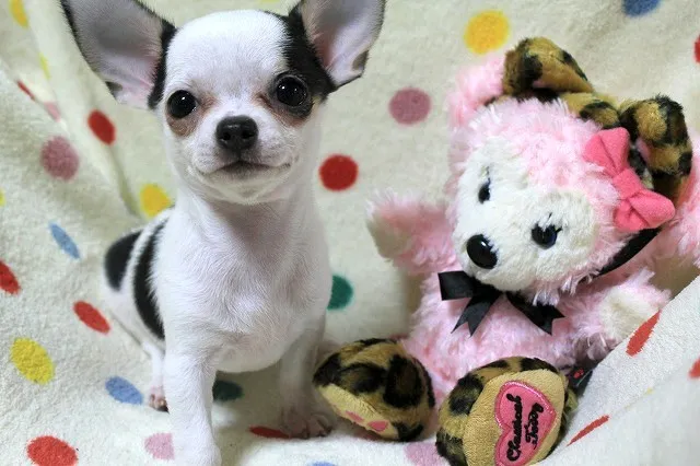 ID：1306-00423の子犬