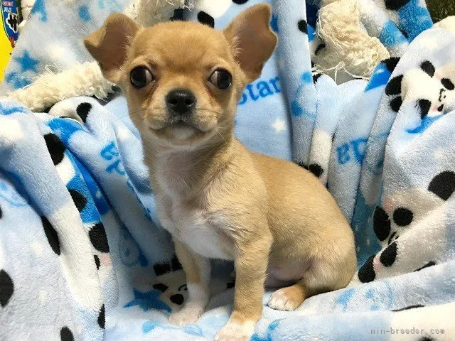 ID:1802-00678の子犬