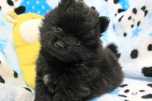 こう 様のお迎えした子犬