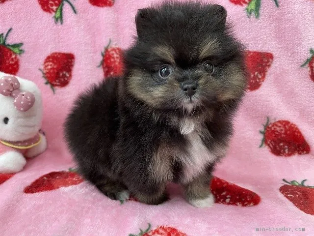 ID：2102-03249の子犬