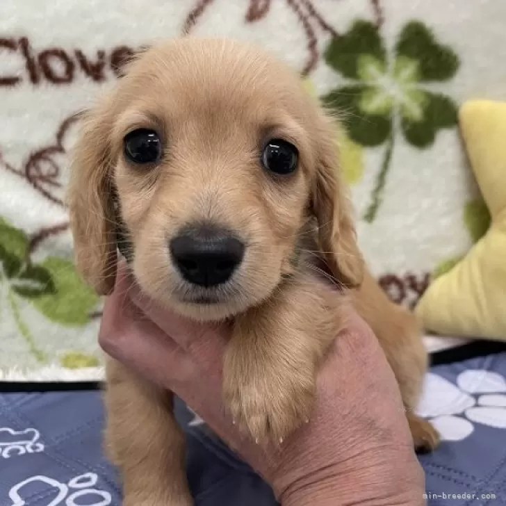 ID：2404-07103の子犬