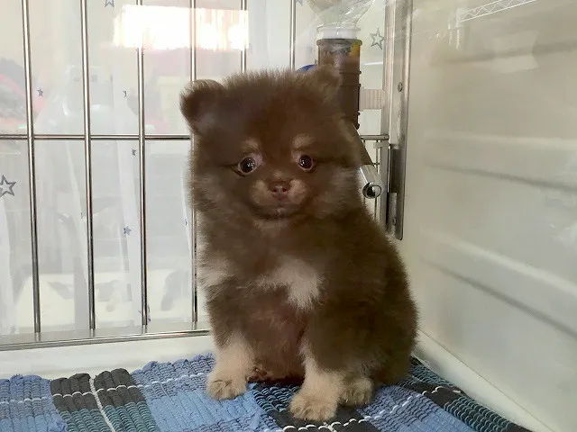 R 様のお迎えした子犬