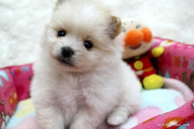 ID：1604-01396の子犬