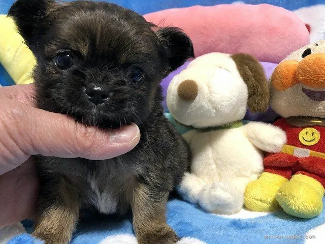 Y.O 様のお迎えした子犬