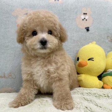 トイプードル(タイニー)【和歌山県・男の子・2024年2月28日・クリーム(ペールフォーン)】の写真「☆ふわもこで可愛い♡トイプードルの男の子☆」