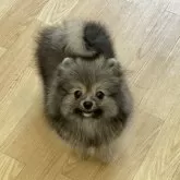ポメラニアン【和歌山県・男の子・2024年7月9日・ウルフセーブル】の写真1