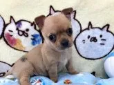 チワワ(スムース)【和歌山県・男の子・2020年4月25日・フォーン】の写真1「5月30日に撮影しました。」