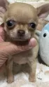 チワワ(スムース)【和歌山県・男の子・2018年3月27日・チョコレートフォーン&ホワイト】の写真3