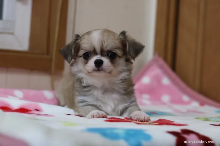 I.I 様のお迎えした子犬