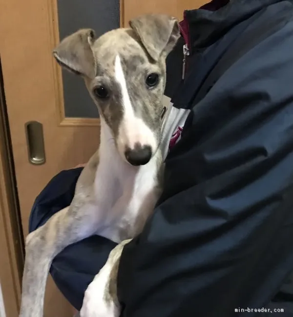 ID：2103-01483の子犬