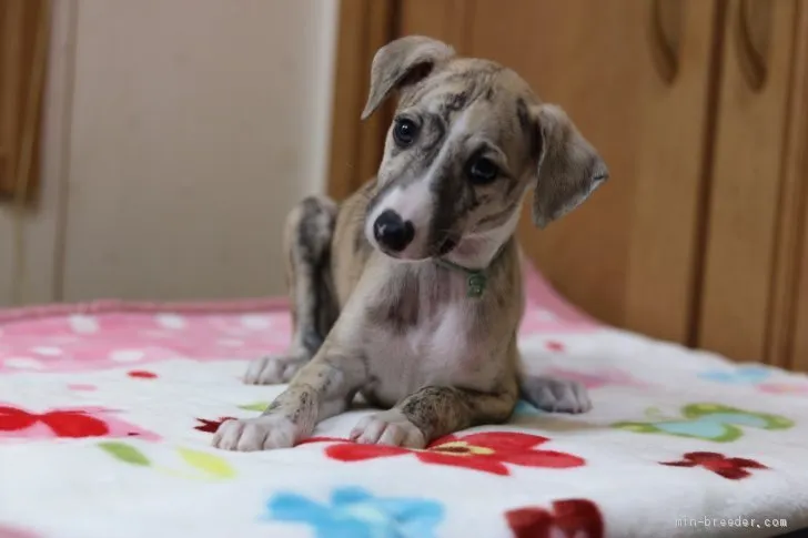 ID：1909-00023の子犬