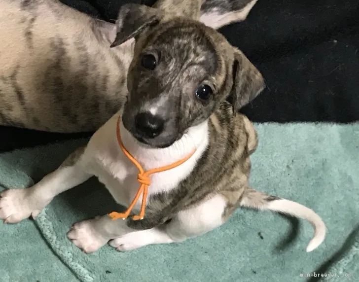 ID：1805-01518の子犬