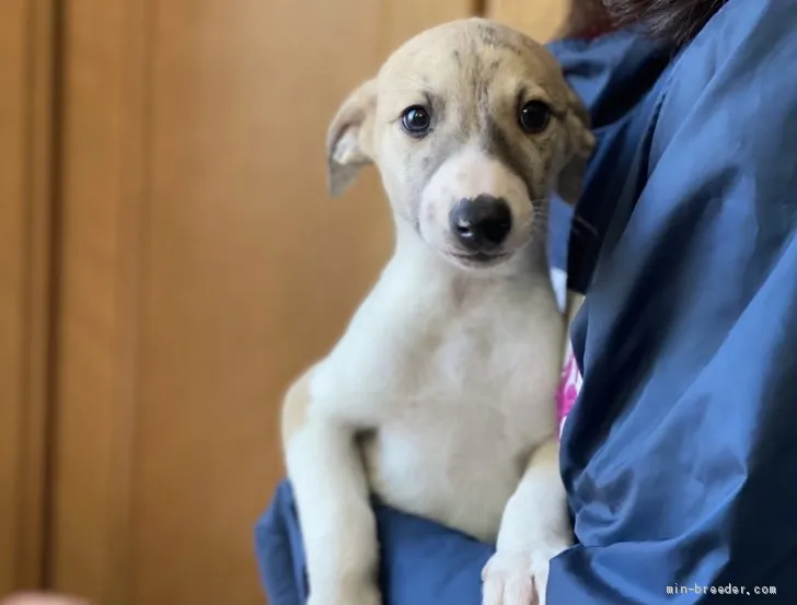 ID：2101-00002の子犬